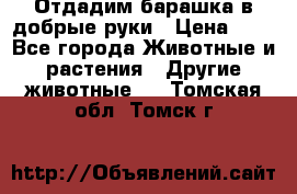 Отдадим барашка в добрые руки › Цена ­ 1 - Все города Животные и растения » Другие животные   . Томская обл.,Томск г.